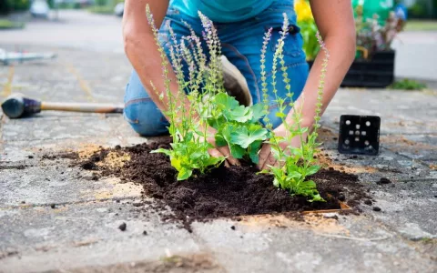Vrouw voegt beplanting toe op een plek waar een tegel is verwijderd